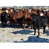 Image 1 : Cattleland - May Delivery 840# Heifers - 190 Head (Strathmore, AB)