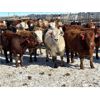 Image 2 : Cattleland - May Delivery 840# Heifers - 190 Head (Strathmore, AB)