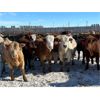 Image 3 : Cattleland - May Delivery 840# Heifers - 190 Head (Strathmore, AB)