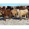 Image 5 : Cattleland - May Delivery 840# Heifers - 190 Head (Strathmore, AB)