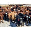 Image 1 : Cattleland - May Delivery 840# Heifers - 240 Head (Strathmore, AB)