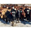 Image 3 : Cattleland - May Delivery 840# Heifers - 240 Head (Strathmore, AB)