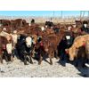 Image 5 : Cattleland - May Delivery 840# Heifers - 240 Head (Strathmore, AB)
