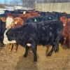 Image 1 : Jeff MacMillan - August Delivery 935# Heifers - 120 Head (Marquette, MB)