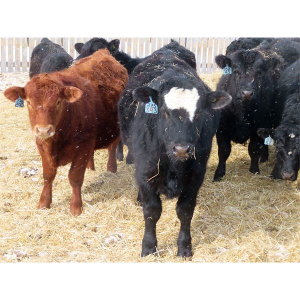 CDA Farms Ltd. - 865# Steers - 45 Head (Lemberg, SK)