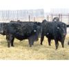Image 2 : CDA Farms Ltd. - 865# Steers - 45 Head (Lemberg, SK)