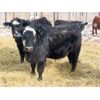 Image 3 : CDA Farms Ltd. - 865# Steers - 45 Head (Lemberg, SK)