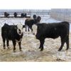 Image 4 : CDA Farms Ltd. - 865# Steers - 45 Head (Lemberg, SK)