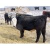 Image 5 : CDA Farms Ltd. - 865# Steers - 45 Head (Lemberg, SK)