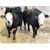 Image 6 : CDA Farms Ltd. - 865# Steers - 45 Head (Lemberg, SK)