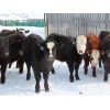 Image 2 : Iron Saddle Ranch - 700# Steers - 28 Head (Sintaluta, SK)