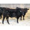 Image 5 : Iron Saddle Ranch - 700# Steers - 28 Head (Sintaluta, SK)