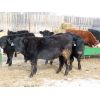 Image 7 : Iron Saddle Ranch - 700# Steers - 28 Head (Sintaluta, SK)