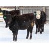 Image 2 : Iron Saddle Ranch - 635# Heifers - 33 Head (Sintaluta, SK)