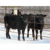 Image 3 : Iron Saddle Ranch - 635# Heifers - 33 Head (Sintaluta, SK)