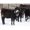 Image 4 : Iron Saddle Ranch - 635# Heifers - 33 Head (Sintaluta, SK)