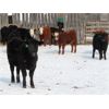 Image 5 : Iron Saddle Ranch - 635# Heifers - 33 Head (Sintaluta, SK)