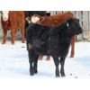 Image 6 : Iron Saddle Ranch - 635# Heifers - 33 Head (Sintaluta, SK)