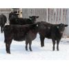 Image 7 : Iron Saddle Ranch - 635# Heifers - 33 Head (Sintaluta, SK)