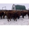 Image 2 : Don & Mike Petersen - 630# Heifers - 95 Head (Sundre, AB)