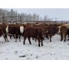 Image 3 : Don & Mike Petersen - 630# Heifers - 95 Head (Sundre, AB)