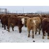 Image 4 : Don & Mike Petersen - 630# Heifers - 95 Head (Sundre, AB)