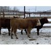 Image 5 : Don & Mike Petersen - 630# Heifers - 95 Head (Sundre, AB)