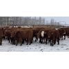 Image 6 : Don & Mike Petersen - 630# Heifers - 95 Head (Sundre, AB)