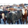 Image 3 : Coro View Farms - 900# Heifers - 120 Head (Scandia, AB)