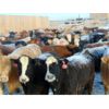 Image 4 : Coro View Farms - 900# Heifers - 120 Head (Scandia, AB)