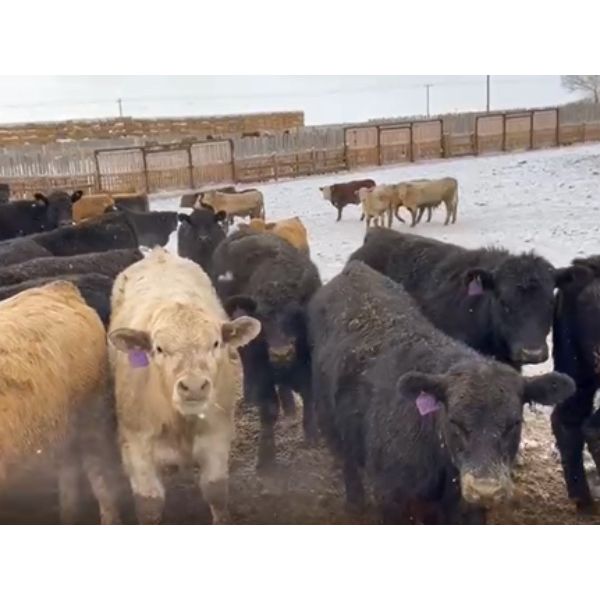 Rattlesnake Feeders - 860# Steers - 144 Head (Medicine Hat, AB)