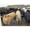 Image 7 : Rattlesnake Feeders - 860# Steers - 144 Head (Medicine Hat, AB)