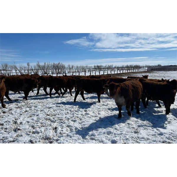 Raymond Land & Cattle - 780# Steers - 80 Head (Aneroid, SK)