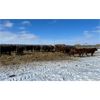 Image 3 : Raymond Land & Cattle - 780# Steers - 80 Head (Aneroid, SK)