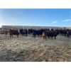 Image 2 : O.B. Holdings - 800# Heifers - 101 Head (Marwayne, AB)