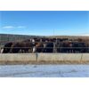 Image 4 : O.B. Holdings - 800# Heifers - 101 Head (Marwayne, AB)