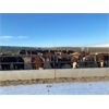 Image 5 : O.B. Holdings - 800# Heifers - 101 Head (Marwayne, AB)