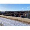 Image 6 : O.B. Holdings - 800# Heifers - 101 Head (Marwayne, AB)