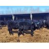 Image 1 : Double X Land & Cattle - 545# Heifers - 95 Head (Langruth, MB)