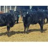 Image 2 : Double X Land & Cattle - 545# Heifers - 95 Head (Langruth, MB)