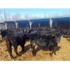 Image 3 : Double X Land & Cattle - 545# Heifers - 95 Head (Langruth, MB)