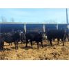 Image 4 : Double X Land & Cattle - 545# Heifers - 95 Head (Langruth, MB)
