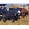 Image 5 : Double X Land & Cattle - 545# Heifers - 95 Head (Langruth, MB)