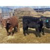 Image 6 : Double X Land & Cattle - 545# Heifers - 95 Head (Langruth, MB)
