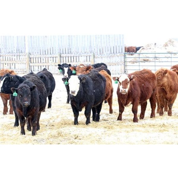 Brock & Garett Thompson - 750# Steers - 80 Head (Carnduff, SK)
