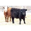 Image 5 : Brock & Garett Thompson - 750# Steers - 80 Head (Carnduff, SK)
