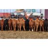 Image 2 : Brock & Garett Thompson - 650# Steers - 92 Head (Carnduff, SK)