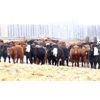 Image 5 : Brock & Garett Thompson - 650# Steers - 92 Head (Carnduff, SK)