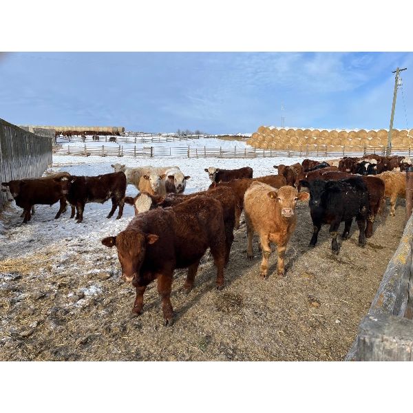 Reilly Lake Ranching - 860# Steers - 73 Head (Lloydminster AB)