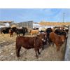 Image 3 : Reilly Lake Ranching - 860# Steers - 73 Head (Lloydminster AB)